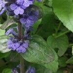 Ajuga genevensis花