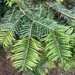 Abies grandis Ravina