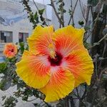 Hibiscus ovalifolius Квітка