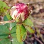 Rosa gallica Blomst