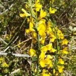 Cytisus decumbens Цвят