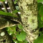 Parrotia subaequalis Corteza