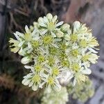 Sedum sediforme Flower