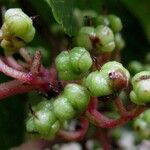 Saurauia yasicae Fruit