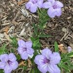 Ruellia parryi Flower