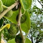 Broussonetia papyrifera Fruit