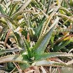 Aloe lateritia Yaprak