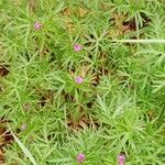 Geranium dissectum Hábito