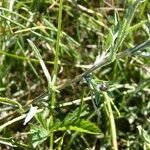 Centaurea decipiens Leaf