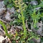 Lepidium campestre ᱛᱟᱦᱮᱸ