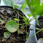 Pilea peperomioides Лист