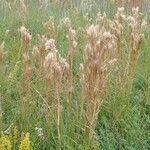 Andropogon bicornis Flower