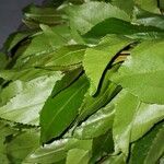 Catha edulis Φύλλο