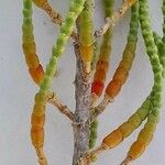 Arthrocnemum macrostachyum Likasa