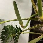 Monstera deliciosa 葉