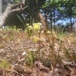 Utricularia subulata Flower