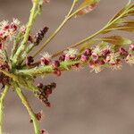 Sclerocarya birrea Цвят