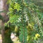 Tsuga caroliniana Leaf