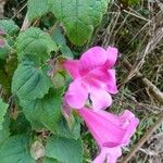 Lophospermum erubescens 花