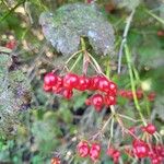 Viburnum trilobum पत्ता