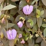 Centrosema pubescens Flower