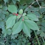 Lonicera maackii Blad