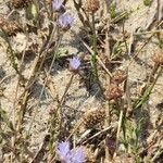 Jasione maritima Flor