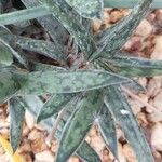 Gasteria obliqua Leaf