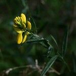 Genista germanica पत्ता