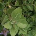 Coleus caninus Leaf