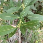 Ficus ilicina Leaf