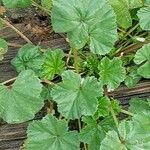 Malva pusilla Hoja