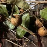 Dimocarpus longan Fruit