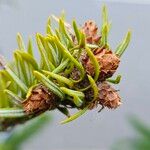 Abies nordmanniana Flower