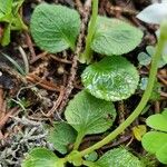 Moneses uniflora Leaf