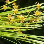 Rhynchospora holoschoenoides Leaf