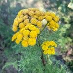 Tanacetum vulgareᱵᱟᱦᱟ