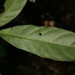 Siparuna decipiens Yaprak