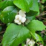 Symphoricarpos albusFruit