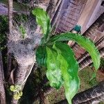 Catasetum macrocarpum Blad