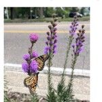 Liatris aspera Flower