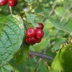 Cotoneaster bullatus 果實