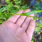 Scirpus atrovirens Bark