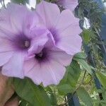 Ipomoea cairica പുഷ്പം