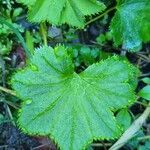 Alchemilla glabra Blad