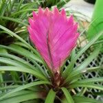 Tillandsia guatemalensis Flower