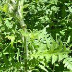 Cirsium muticum Leaf