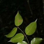 Eperua grandiflora ഇല