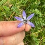 Scilla sibericaFlower