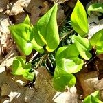 Maianthemum bifolium Лист